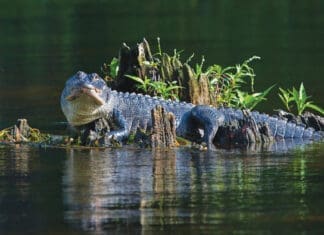 Learn to Be Alligator Aware Alligator