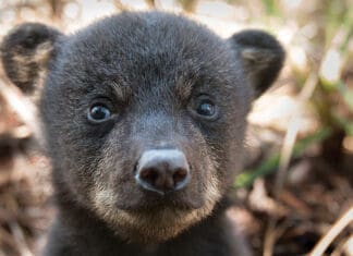 Seeing Bears In Unexpected Areas? FW Here’s What You Should Do The Florida Fish and Wildlife Conservation Commission (FWC) reminds us that juvenile black bears are starting to leave their mothers’ home ranges in search of new homes of their own. Between the ages of 1½ -2½ years, juvenile or yearling bears start dispersing in spring and summer, with spring marking a return to activity for bears after limited movements in winter. During this time, juvenile bears may be seen in unexpected areas as they travel across a wide range of areas in search of a new location to settle down. Bear in Gulf In recent weeks, bears have wandered into Orlando, Tampa, Jacksonville and on the beach in Destin! “The most important thing people can do to help these bears is to leave them alone,” said the FWC’s Bear Management Program Coordinator, Mike Orlando. “Give them plenty of space and let them move along on their own.” Black bears are generally not aggressive. But, like any wild animal, if they feel threatened, they can become defensive. Dogs have been involved in more than half of the incidents of people getting injured by bears in Florida. When walking dogs, keep them close to you – preferably on a non-retractable leash – and be aware of your surroundings, which is good practice for preventing conflicts with both bears and other wildlife. Before letting your dog out at night, flip lights on and off and bang on the door to give bears and other wildlife a chance to leave the area. As bears become more active this time of year, they cross more roadways. For your own safety and to avoid hitting bears and other wildlife, remember to slow down when driving, particularly on rural highways at dawn or dusk. Watch for road signs identifying bear crossing areas. Each year in Florida, an average of 250 bears are killed after being hit by vehicles. If you have bears in your area, follow these additional BearWise® Basics to help prevent conflicts with bears: 1: Never feed or approach bears Feeding bears can make them lose their natural fear of people. It is illegal in Florida to intentionally feed bears or leave out food or garbage that will attract bears and cause conflicts. Getting close to a wild animal is dangerous. 2: Secure food and garbage Store garbage in a sturdy shed or garage and then put it out on the morning of pickup rather than the night before. If not stored in a secured building, modify your existing garbage can to make it more bear-resistant or use a bear-resistant container. Secure commercial garbage in bear-resistant dumpsters. Protect gardens, beehives, compost and livestock with electric fencing. Pick ripe fruit from trees and bushes and remove fallen fruit from the ground. 3: Remove or secure bird and wildlife feeders Remove wildlife feeders. If wildlife feeders are left up, only put enough food out for wildlife to finish eating before dark and make feeders bear-resistant. 4: Never leave pet food outdoors Feed pets indoors. If feeding pets outdoors, only put food outside for short time periods and bring in leftover food and dishes after each feeding. 5: Clean and store grills Clean and degrease grills and smokers after each use. If mobile, store them in a secure shed or garage. 6: Alert neighbors to bear activity If you see a bear, let your neighbors know. Share tips on how to avoid conflicts with bears. Encourage your homeowner’s association or local government to institute bylaws or ordinances to require trash be kept secure. Having conflicts with bears? Call one of the FWC’s five regional offices. Go to MyFWC.com/Contact, and click on “Contact Regional Offices” to find the phone number for your region. If you want to report someone who is either harming bears or intentionally feeding them, call the FWC’s Wildlife Alert Hotline at (888) 404-FWCC (3922). Black bear cub
