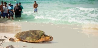 Gulfarium C.A.R.E. Center Turtle Release