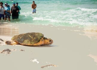 Gulfarium C.A.R.E. Center Turtle Release