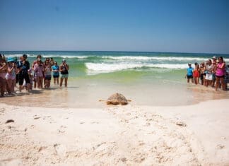 Dorothy and Friends Are Headed Home! Gulfarium Turtle Release turtle entering Gulf
