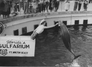 Celebrating 70 Years of Marine Animal Magic at the Gulfarium Gulfarium History