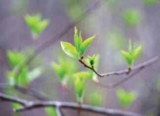 Chern Spring Tree Budding Istock 2209240562