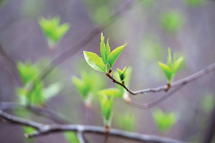 Chern Spring Tree Budding Istock 2209240562 Chern Spring Tree Budding Istock 2209240562
