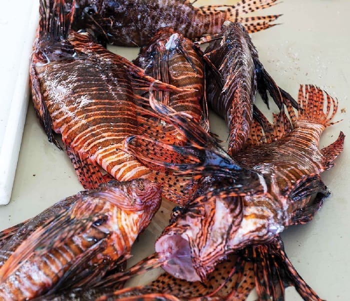 Lionfish2 Lionfish2