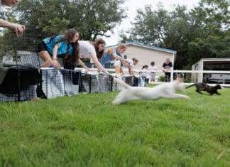 SOCKS TNR Army: Tackling Okaloosa County’s Community Cat Crisis Socks Front Cover Tnr Release, Photo By Raphye Alexius