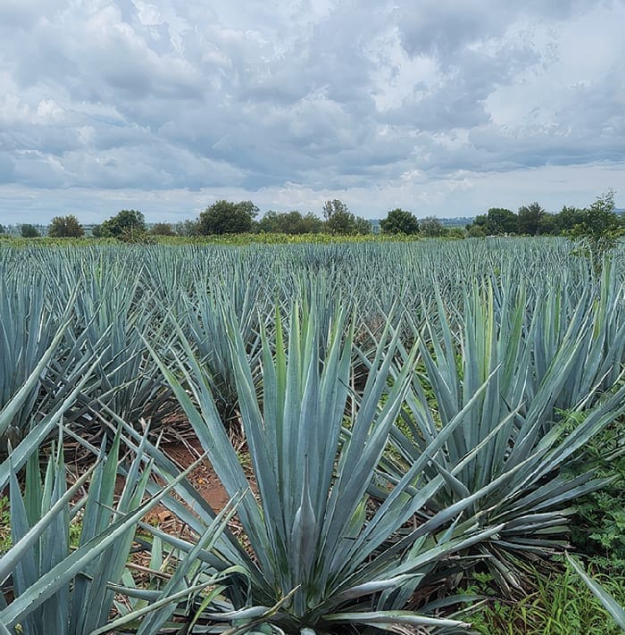 Agazul Plants