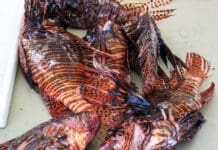 Lionfish2